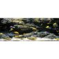 Preview: ARSTONE ALIMAR 250x70 (BASALT GNEISS)