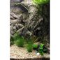 Preview: ARSTONE BORNEO 80x40 (BASALT GNEISS)