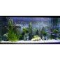 Preview: ARSTONE MALAWI 80x40 (BASALT GNEISS)