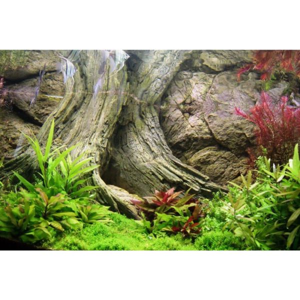 ARSTONE AMAZONAS 100x50 (BASALT GNEISS)