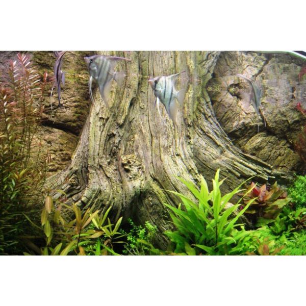 ARSTONE AMAZONAS 150x50 (BASALT GNEISS)
