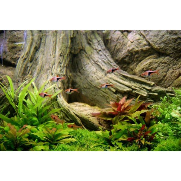 ARSTONE AMAZONAS 200x60 (BASALT GNEISS)