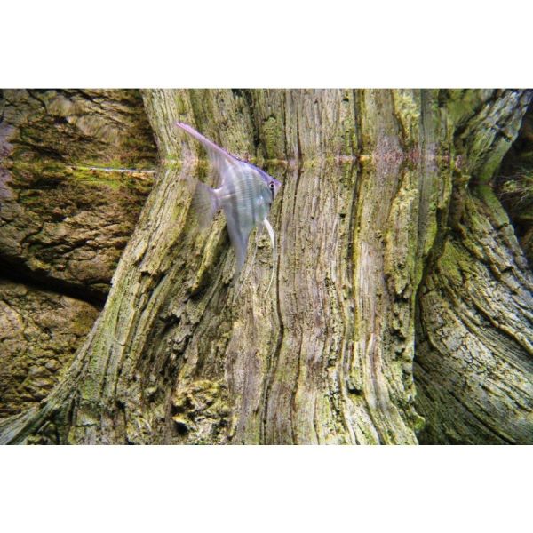 ARSTONE AMAZONAS 200x60 (BASALT GNEISS)