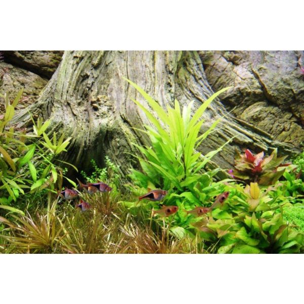 ARSTONE AMAZONAS 200x60 (BASALT GNEISS)