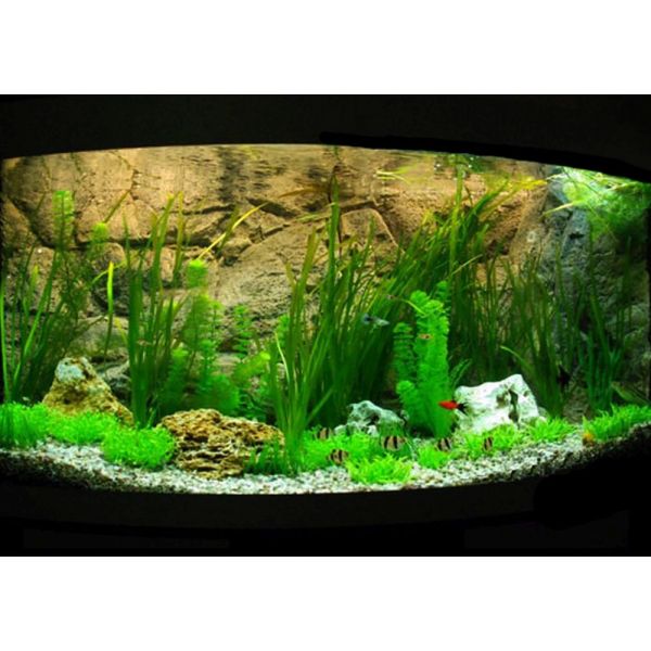 ARSTONE SUMATRA 120x50 (BASALT GNEISS)