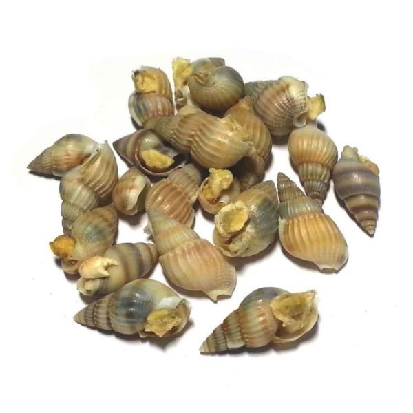 FD-SEA SNAILS (500g)