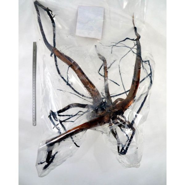 MOORKIENHOLZ EXTRA FILIGRAN (Grösse 3)