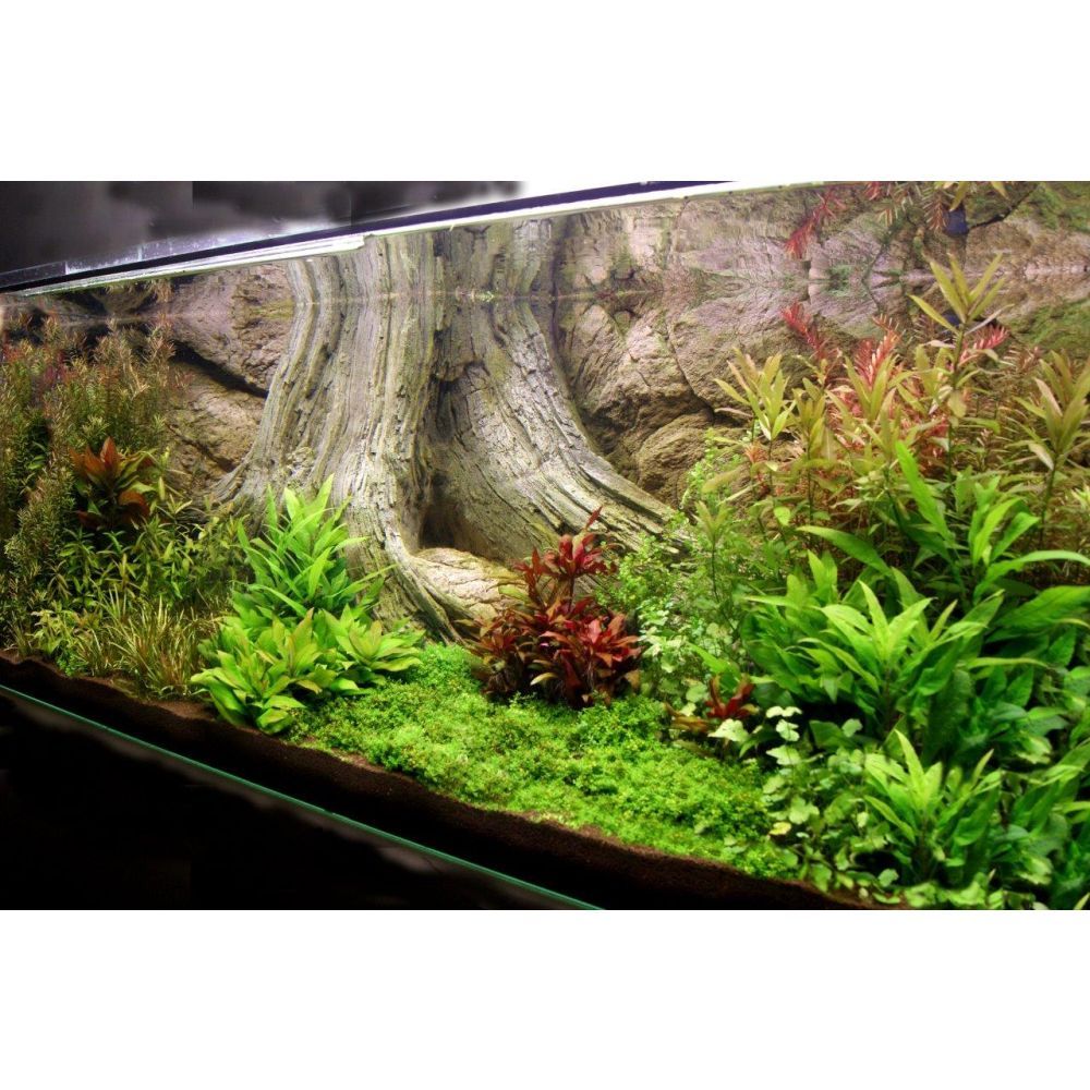 ARSTONE AMAZONAS 100x50 (BASALT GNEISS)