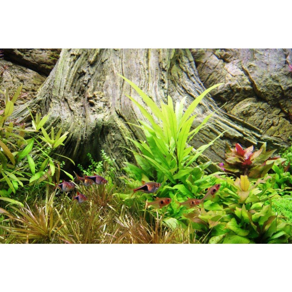 ARSTONE AMAZONAS 100x50 (BASALT GNEISS)