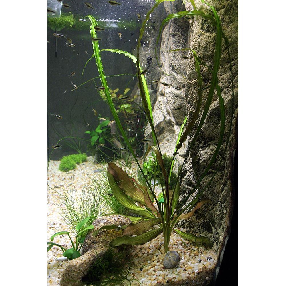ARSTONE BORNEO 80x40 (BASALT GNEISS)