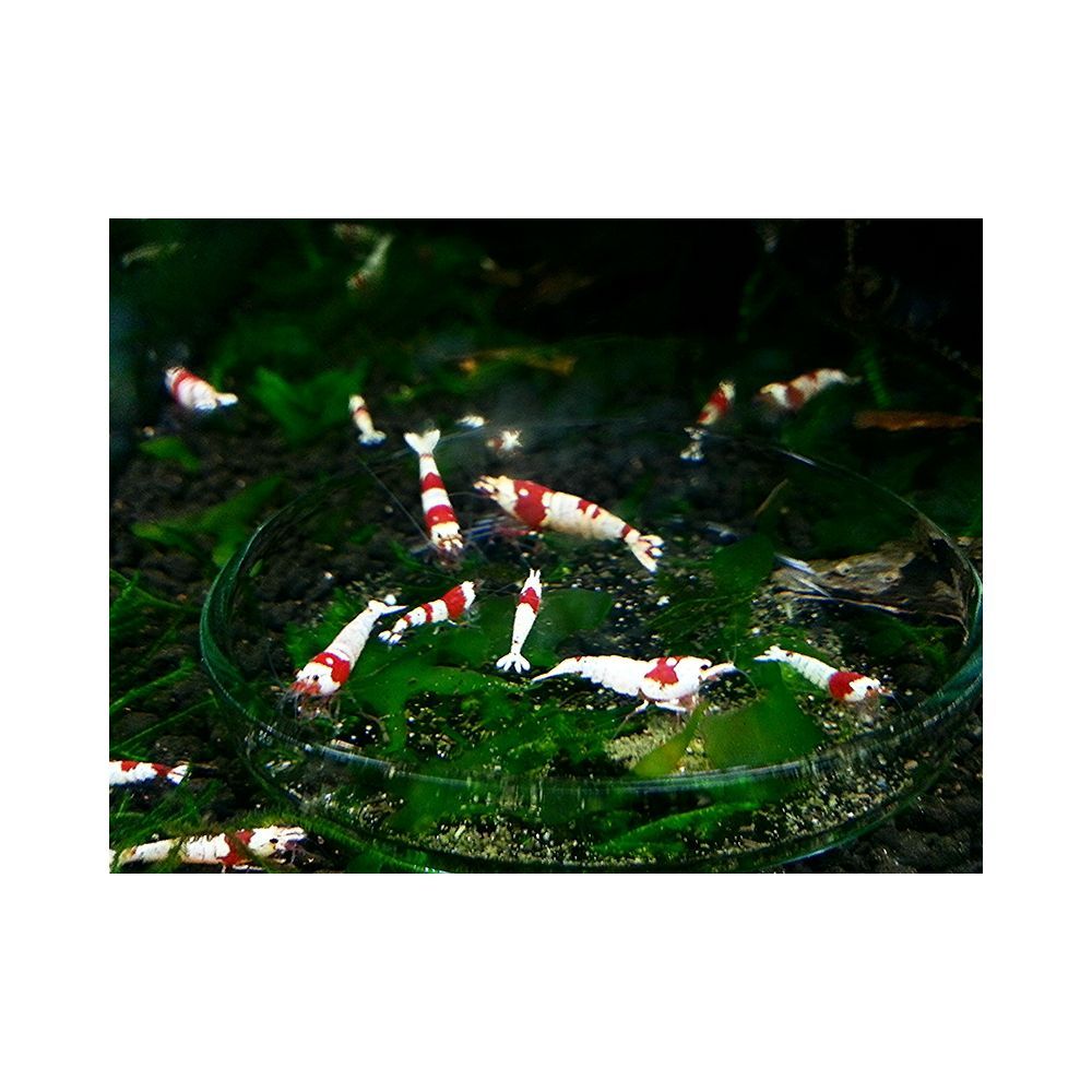 Futterschüssel Ø 6cm