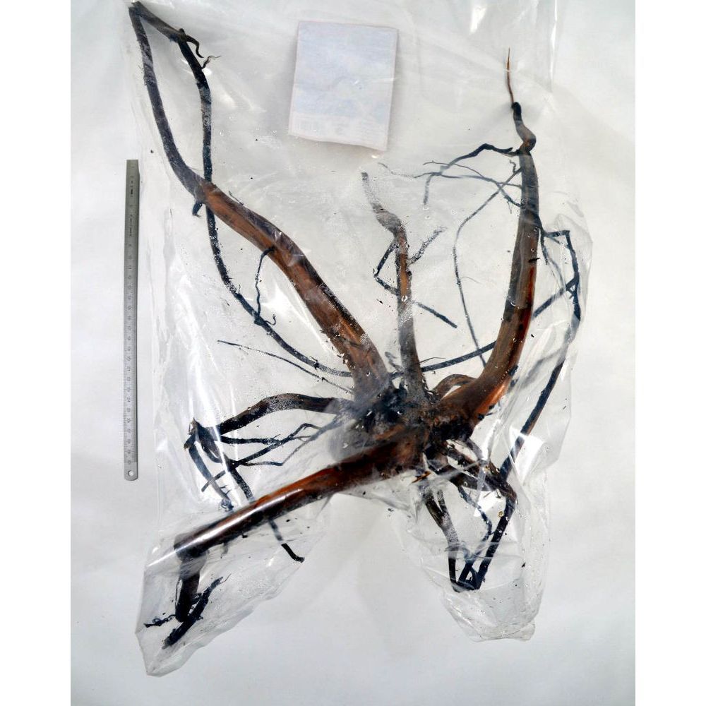 MOORKIENHOLZ EXTRA FILIGRAN (Grösse 3)